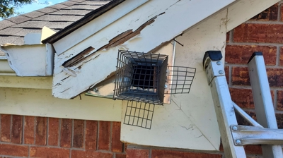 Humane Trapping Photo