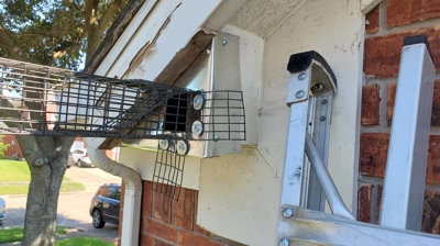 Humane Trapping Photo