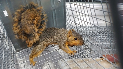 Humane Animal Control Photo