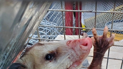 Humane Animal Control Photo