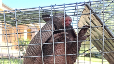 Humane Animal Control Photo