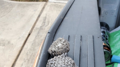 Bee, Wasp, & Yellowjacket Control Photo