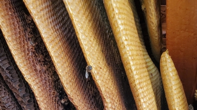 Bee Control Photo