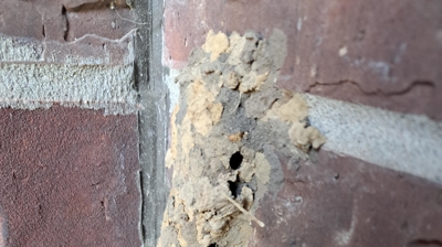 Bee, Wasp, & Yellowjacket Control Photo