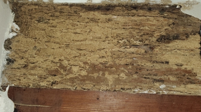 Termite Control Photo