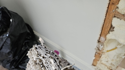 Termite Control Photo