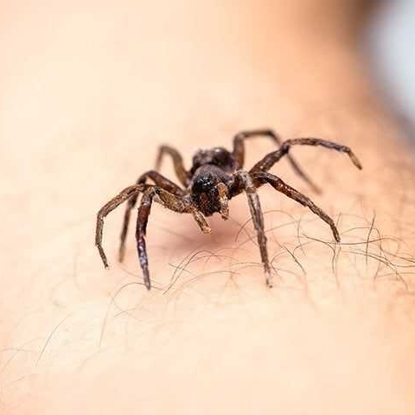 Spiders Photo