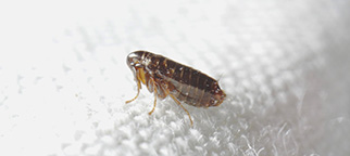 Fleas