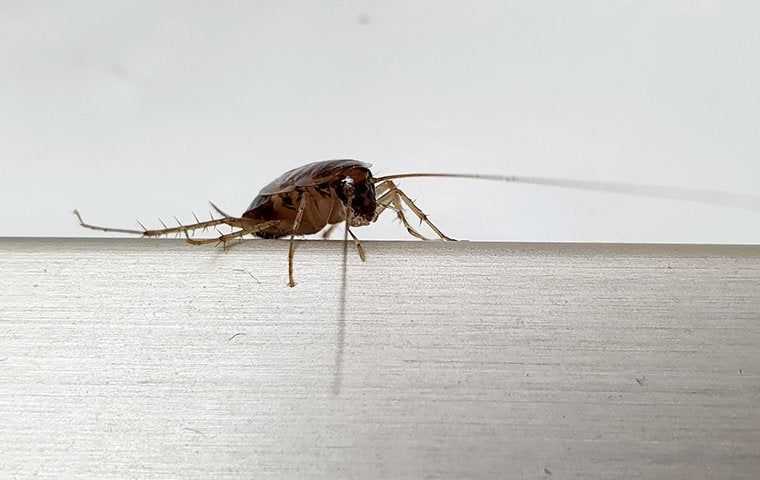 a german cockroach crawling on the edge of a counter