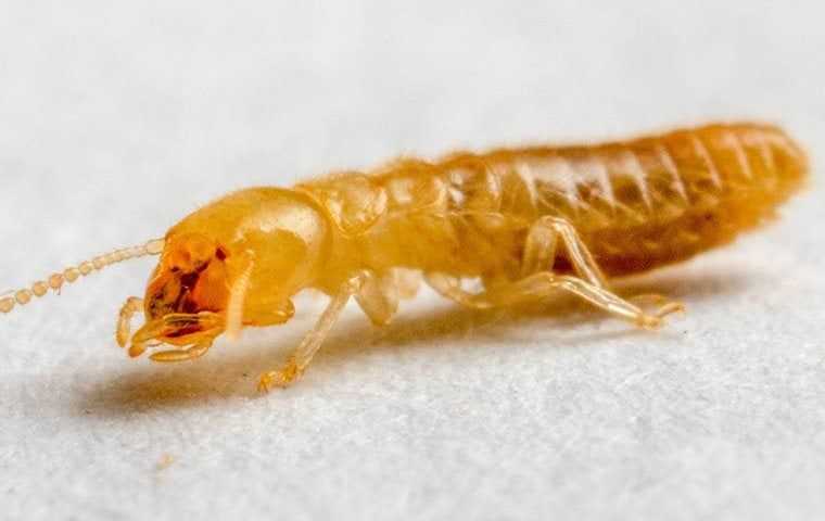 a termite crawling on the ground