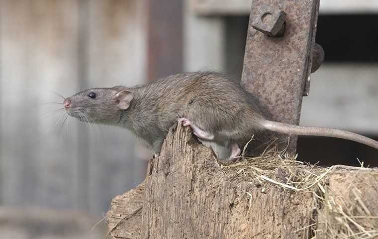 A Norway rat near a shed