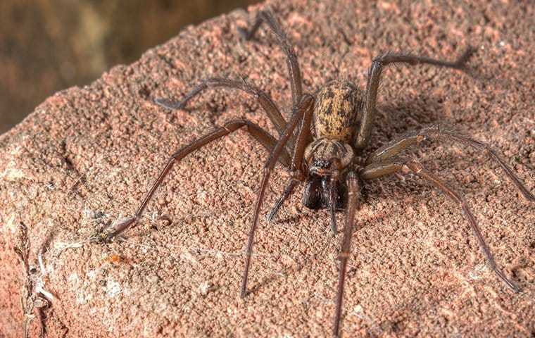 a spider on a rock