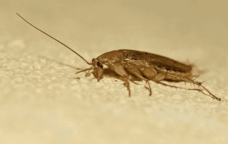 cockroach on the floor