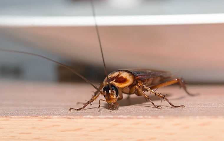 a cockroach in a kitchen