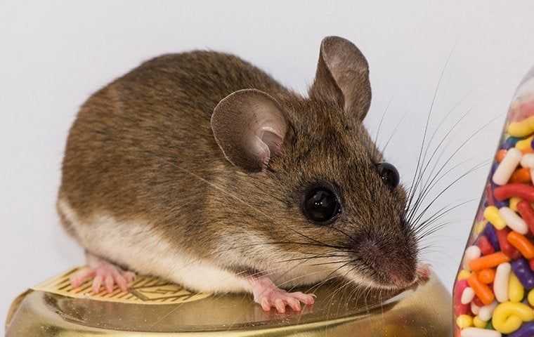 a house mouse in a kitchen pantry
