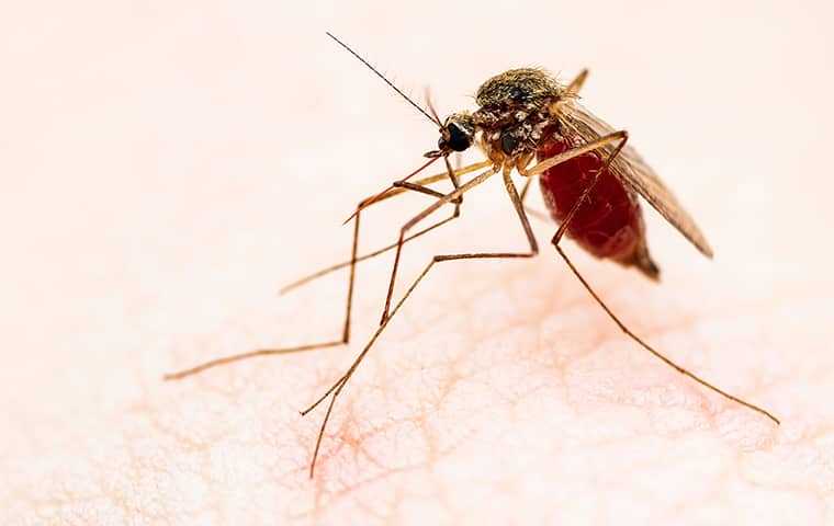 large mosquito on skin