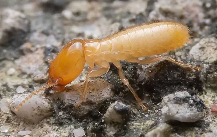 termite on ground