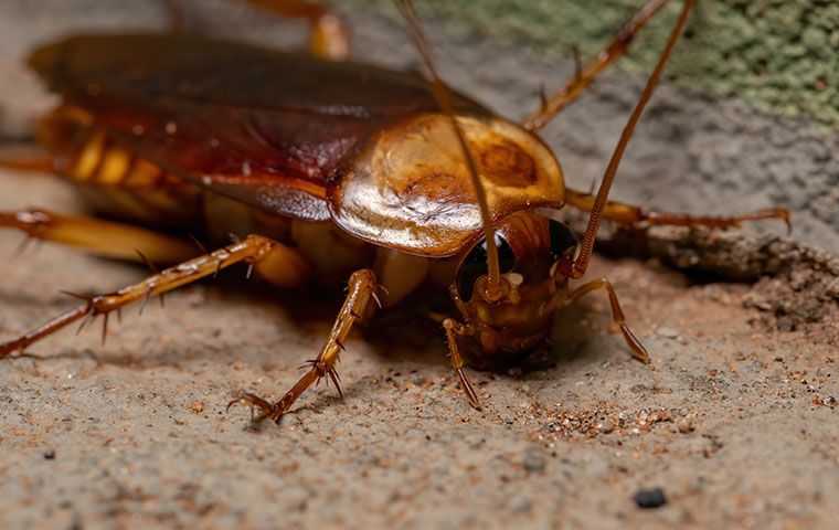 cockroach on basement floor