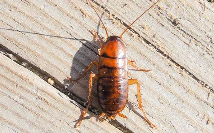 asian cockroach