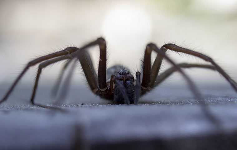 wolf spider in a denver home