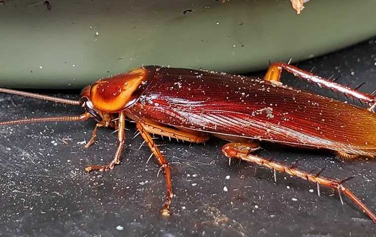 cockroach on ground