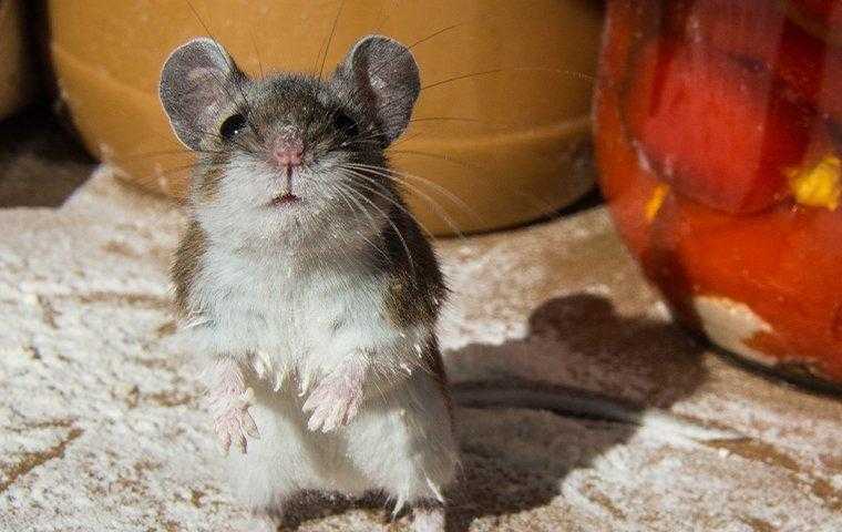 a house mouse in a pantry