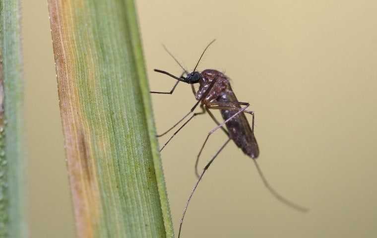 mosquito on plant