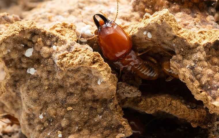 termite coming out of a hole