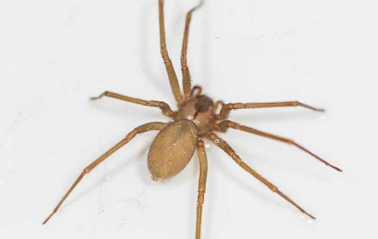 a brown recluse crawling on a wall