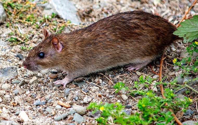 rat on the gravel