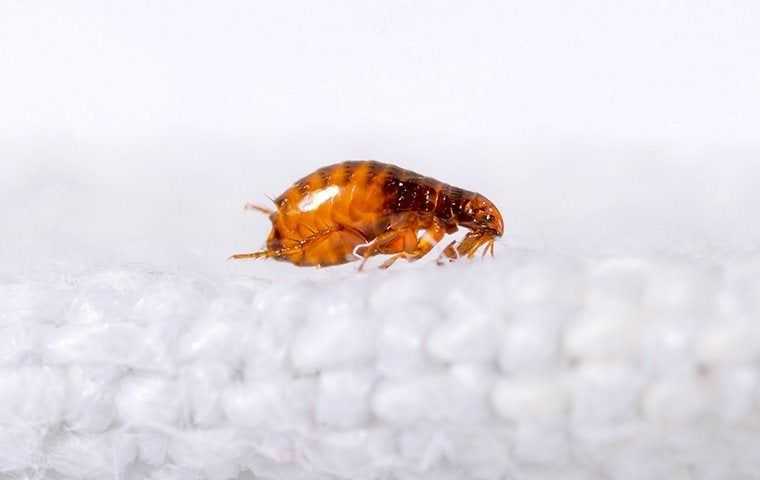 a flea on a white carpet