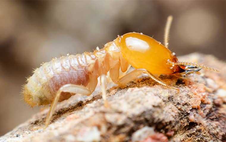 up close image of a subterranean termite crawling on wood