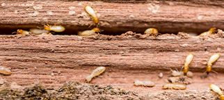 Termites